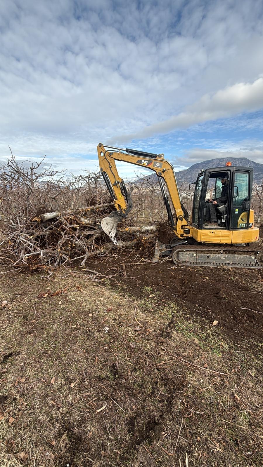 CAT excavator clearing old orchard trees in South Okanagan