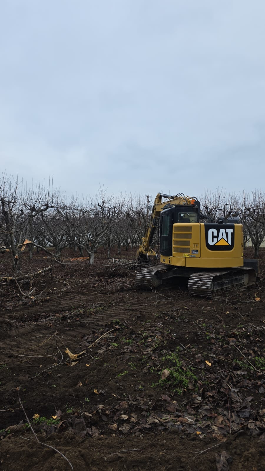 CAT excavator clearing old fruit trees in South Okanagan orchard